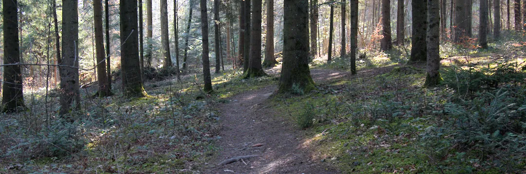 Waldweg
